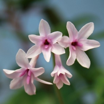 Zimmerknoblauch Purple Eyes (Pflanze)