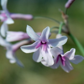 Zimmerknoblauch Purple Eyes (Pflanze)