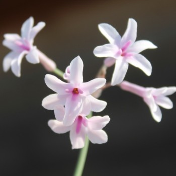 Zimmerknoblauch Purple Eyes (Pflanze)