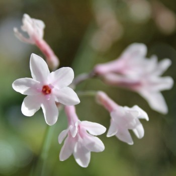 Zimmerknoblauch Purple Eyes (Pflanze)