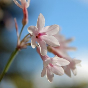 Zimmerknoblauch Purple Eyes (Pflanze)