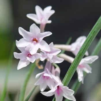 Zimmerknoblauch Purple Eyes (Pflanze)