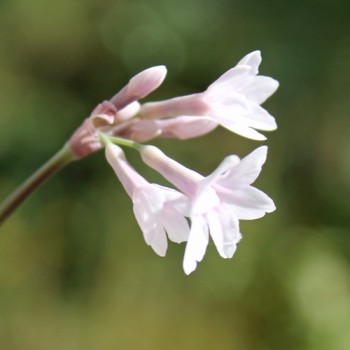 Zimmerknoblauch Purple Eyes (Pflanze)
