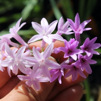 Neu! Zimmerknoblauch Purple (Dunkle Form) (Pflanze)