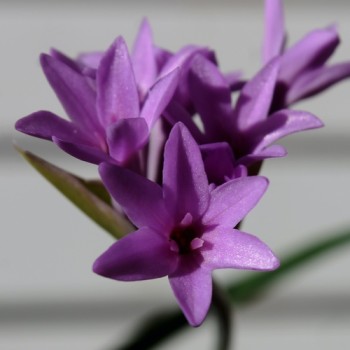 Neu! Zimmerknoblauch Purple (Dunkle Form) (Pflanze)