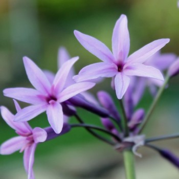 Neu! Zimmerknoblauch Purple (Dunkle Form) (Pflanze)