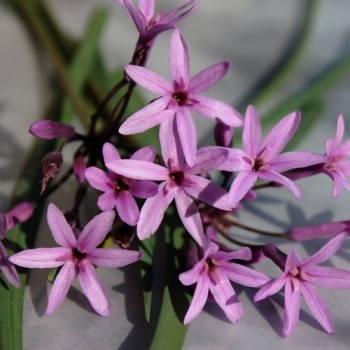 Neu! Zimmerknoblauch Purple (Dunkle Form) (Pflanze)