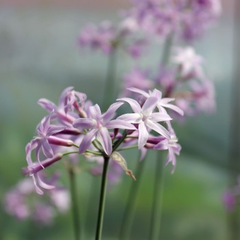 Zimmerknoblauch violett (Pflanze)