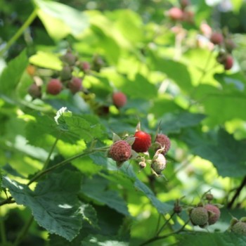 Zimthimbeere (Pflanze)