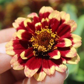 Zinnie Aztec Burgundy Bicolor (Samen)