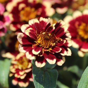 Zinnie Aztec Burgundy Bicolor (Samen)