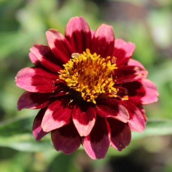 Zinnie Aztec Burgundy Bicolor (Samen)