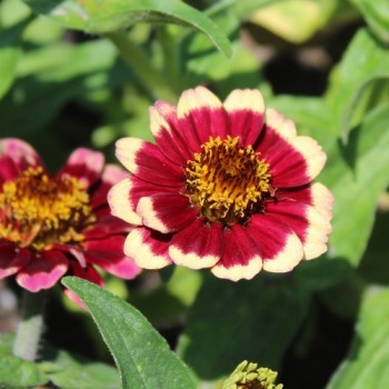 Zinnie Aztec Burgundy Bicolor (Samen)