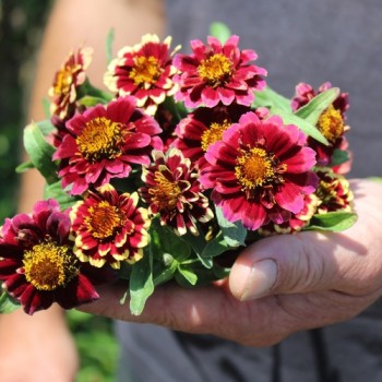 Zinnie Aztec Burgundy Bicolor (Samen)