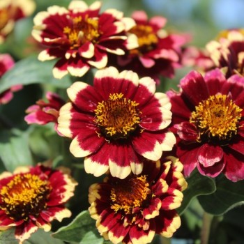 Zinnie Aztec Burgundy Bicolor (Samen)