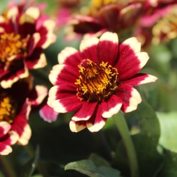 Zinnie Aztec Burgundy Bicolor (Samen)