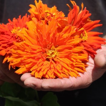 Zinnie Aztec Cactus Giant (Samen)
