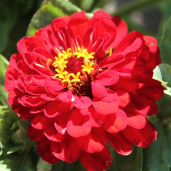 Zinnie Cherry Queen (Samen)
