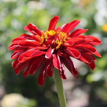 Zinnie Cherry Queen (Samen)