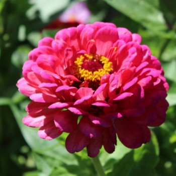 Zinnie Exquisite (Samen)