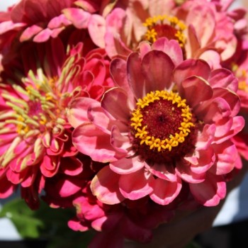 Zinnie Exquisite (Samen)