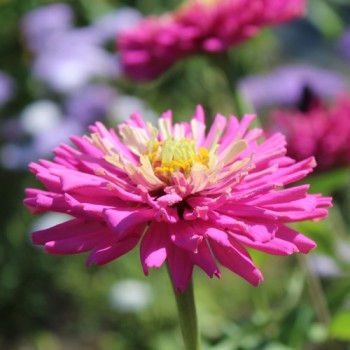 Neu! Zinnie Lilac Empress (Samen)