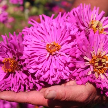 Neu! Zinnie Lilac Empress (Samen)