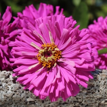 Neu! Zinnie Lilac Empress (Samen)