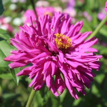 Neu! Zinnie Lilac Empress (Samen)