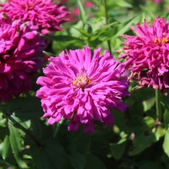 Neu! Zinnie Lilac Empress (Samen)