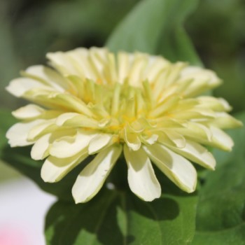 Zwerg-Zinnie White (Samen)