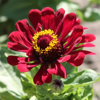 Zinnie Monarch King (Samen)