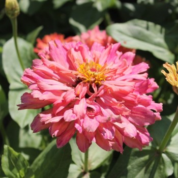Zinnie Pink Senorita (Samen)
