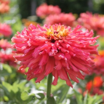Zinnie Pink Senorita (Samen)