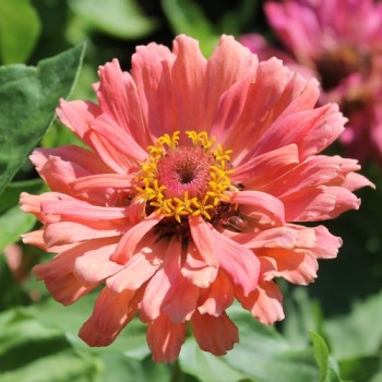 Zinnie Pink Senorita (Samen)
