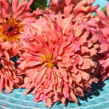 Zinnie Pink Senorita (Samen)