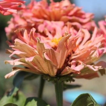 Zinnie Pink Senorita (Samen)