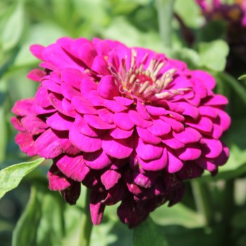 Zinnie Purple Prince (Samen)