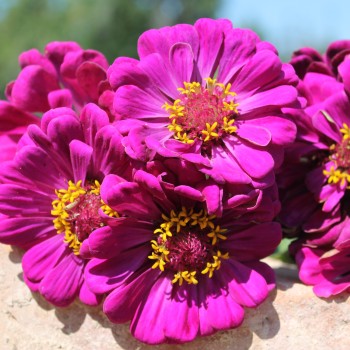 Zinnie Purple Prince (Samen)