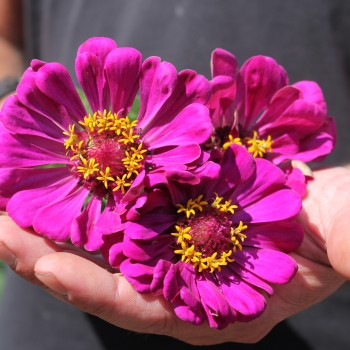 Zinnie Purple Prince (Samen)