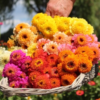 Zinnie Scabiosa Mix (Samen)