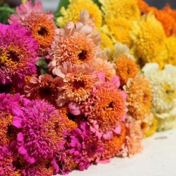 Zinnie Scabiosa Mix (Samen)