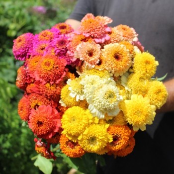 Zinnie Scabiosa Mix (Samen)