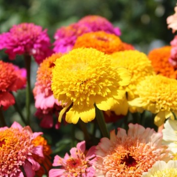 Zinnie Scabiosa Mix (Samen)