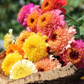 Zinnie Scabiosa Mix (Samen)