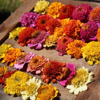 Zinnie Scabiosa Mix (Samen)