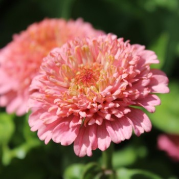 Zinnie Scabiosa Mix (Samen)