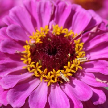 Zinnie Violet Queen (Samen)