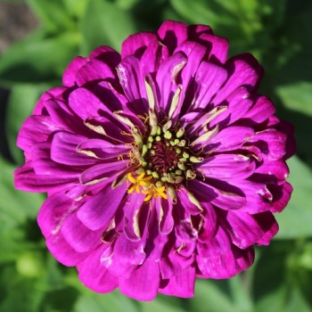 Zinnie Violet Queen (Samen)