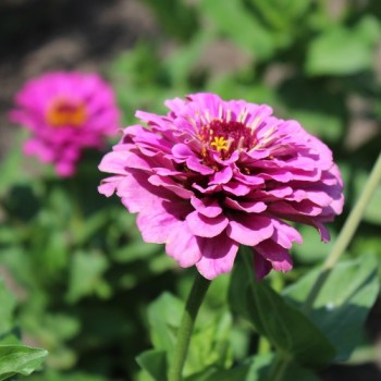 Zinnie Violet Queen (Samen)